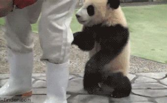 Bebe Panda Suplicando