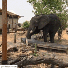 Elefante Cruza Lento Para No Romper Puente