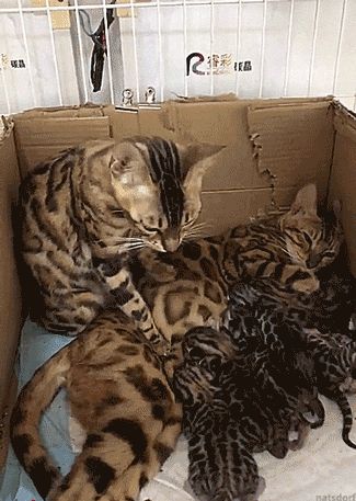 Gaticos Tomando Leche