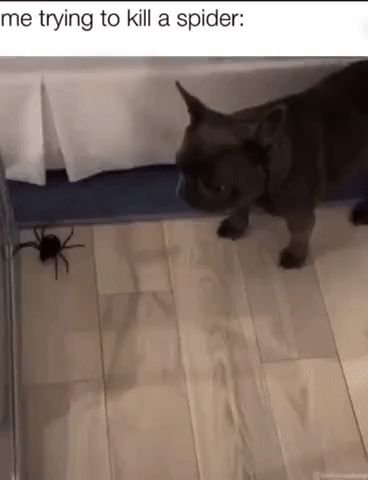 Cuando Veo Una Araña