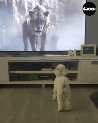 Perro Viendo Televisión