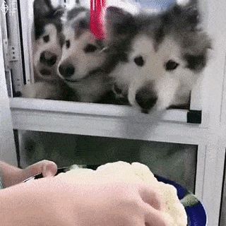 Perros Comiendo Coliflor