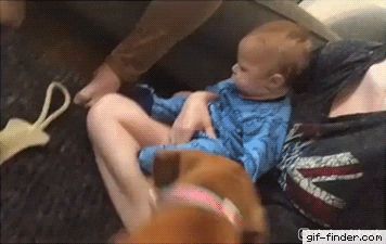 Cuando Cachorro Conoce A Un Bebe