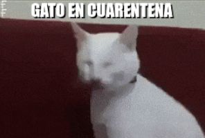 Gato en Cuarentena