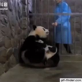 Panda distraido