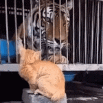 Gato Asustando Tigre