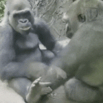 Muestra Que El Humano Esta Relacionado Al Gorila