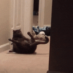 A Cat Scratching His Balls