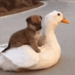 A Doggie Above The Duck