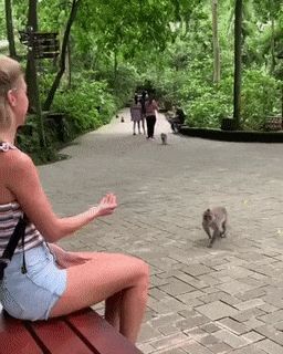 Never Play Around With A Monkey
