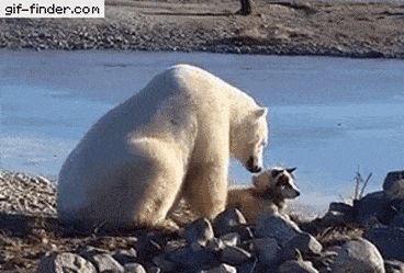 Oso Polar Acariciando Husky