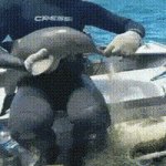 Salvando Un Bebe Delfin