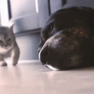 Amor De Gato Y Perro