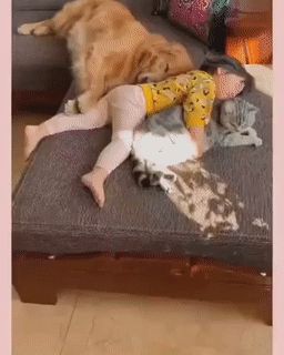 Durmiendo Con Las Mascotas