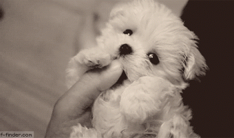 Cachorro Feliz Y Cariñoso