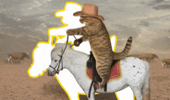 Captura al Gato En El Caballo