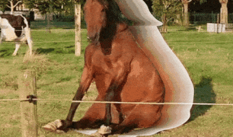 Captura El Caballo Descansando