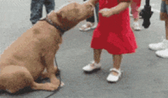 Dog And Girl Loving Each Other