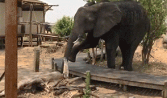 Elefante Cruza Lento Para No Romper Puente