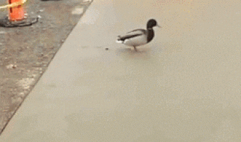 Pato Arruinando El Trabajo Del Albañil