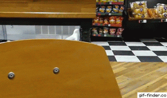 Gaviota Robando En Bodega