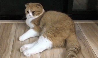 Los 10 Mejores Gifs De Gatos