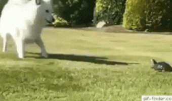 Perro Sorprendido Por La Tortuga