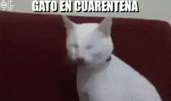 Gato en Cuarentena