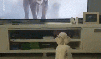 Perro Viendo Tv