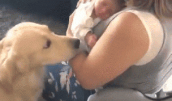 Perro Enamorado De Bebe Recien nacido