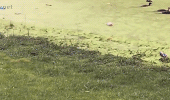 Perro Ahogado En El Lodo