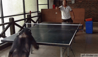 Chimpance Juega Ping-Pong Como Profesional