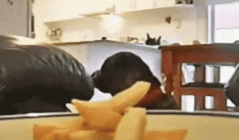 Perro Comico Comiendo Papitas Fritas