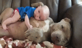 Pitbull Cuidando Bebe