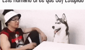 Husky Muy Inteligente