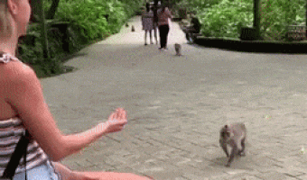 Never Play Around With A Monkey