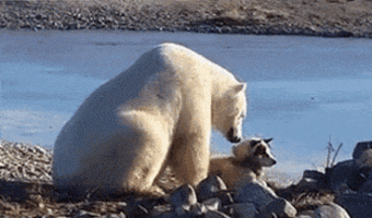 Oso Acariciando El Husky