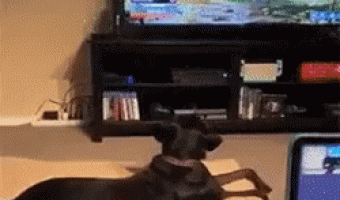 Perro Espantado Con VideoJuego