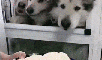 Perros Comiendo Coliflor
