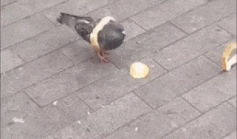 Pigeon Playing With Bread